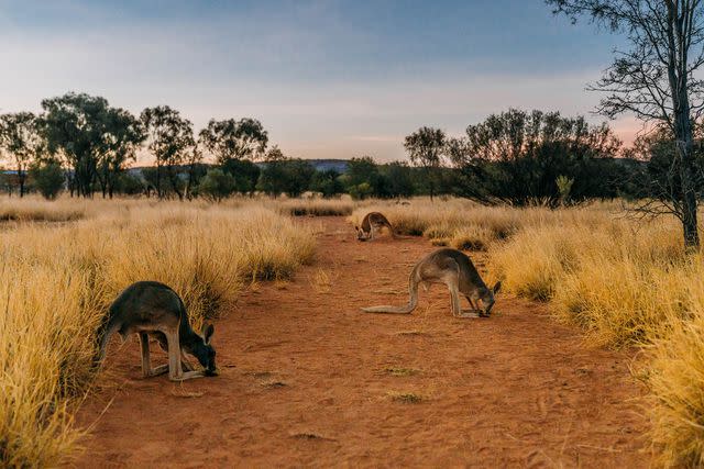 <p>Jewels Lynch/Courtesy of Tourism NT</p>