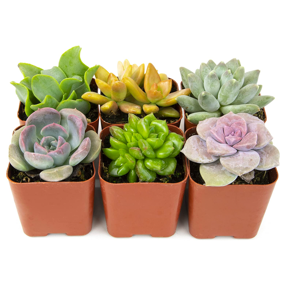 Potted Succulent Set, pack of 6