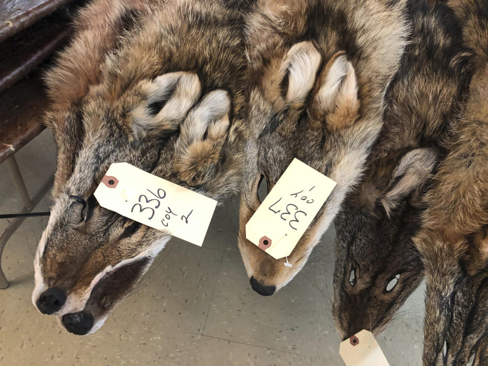 In this Feb. 2, 2019 photo, coyote pelts are displayed for sale at a trappers' auction in Herkimer, N.Y. Coyote is one of the few animals can get a decent price for thanks largely to demand driven by coats with coyote trim. Fur-trimmed parkas so common on city sidewalks have become a boon to backwoods trappers. (AP Photo/Michael Hill)