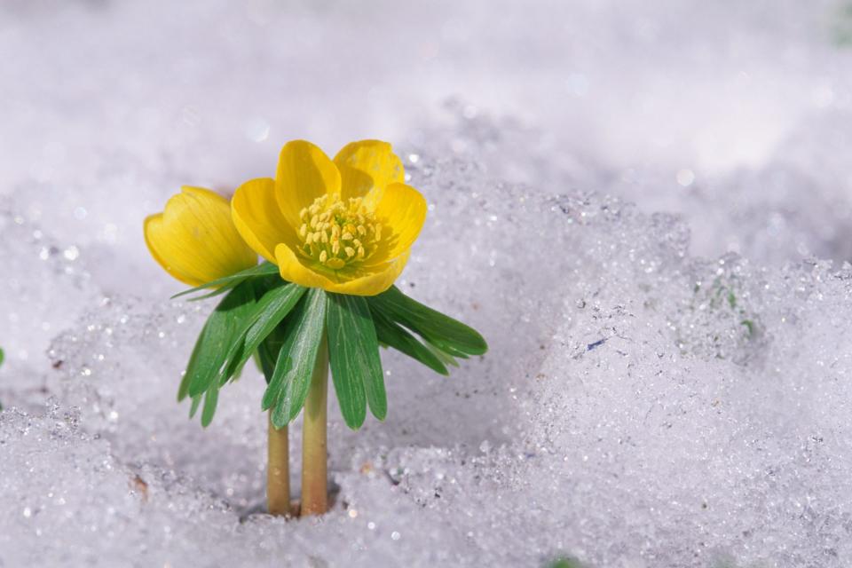 Winter Aconite