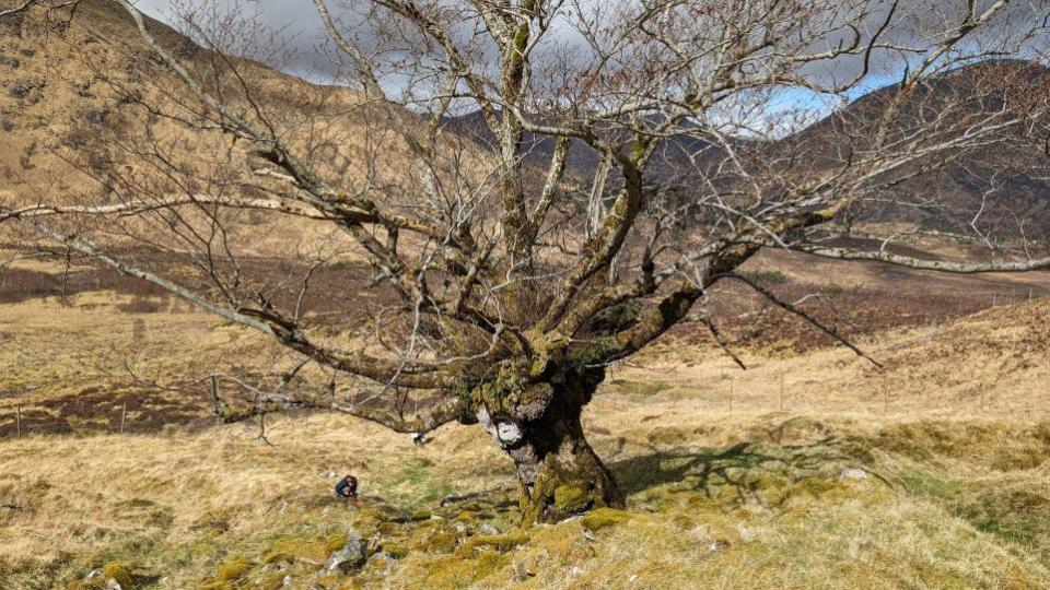 The Herald: The Tree is hundreds of years old 