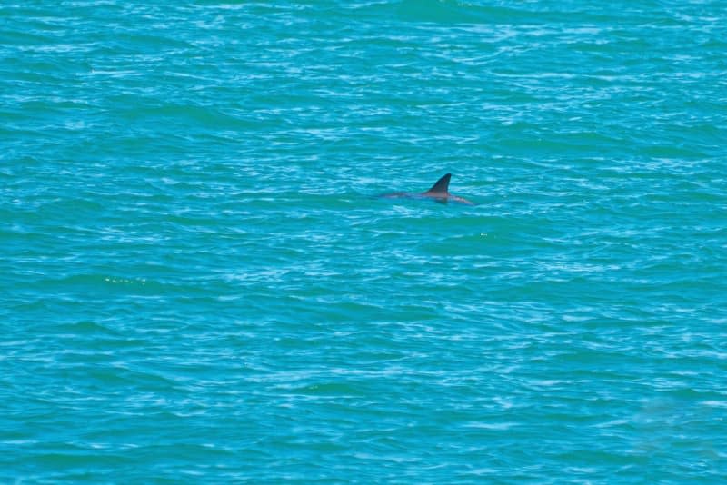 Ultimately, scientists say an acute understanding of harbor porpoises and identifying key components of social hotspots like San Francisco Bay may also help foster marine conservation areas — and ideal mating conditions — for similar cetaceans they don't know as much about, such as the vaquita, a species native to Baja California that's nearly extinct, with only 10 individuals left. Sea Shepherd Conservation Society/dpa