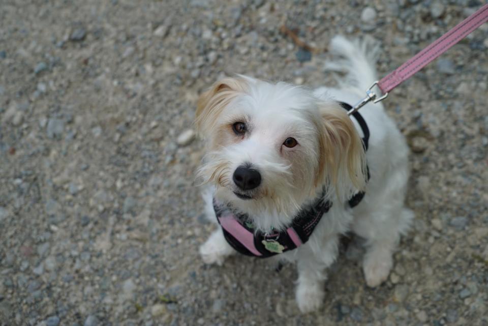 The path Roxy walked through Dumfries Conservation Area was all gravel, but that didn't stop the ticks from latching onto her.