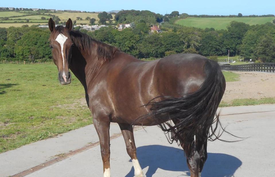 <p>Isle Of Man Home of Rest for Old Horses/Facebook</p>