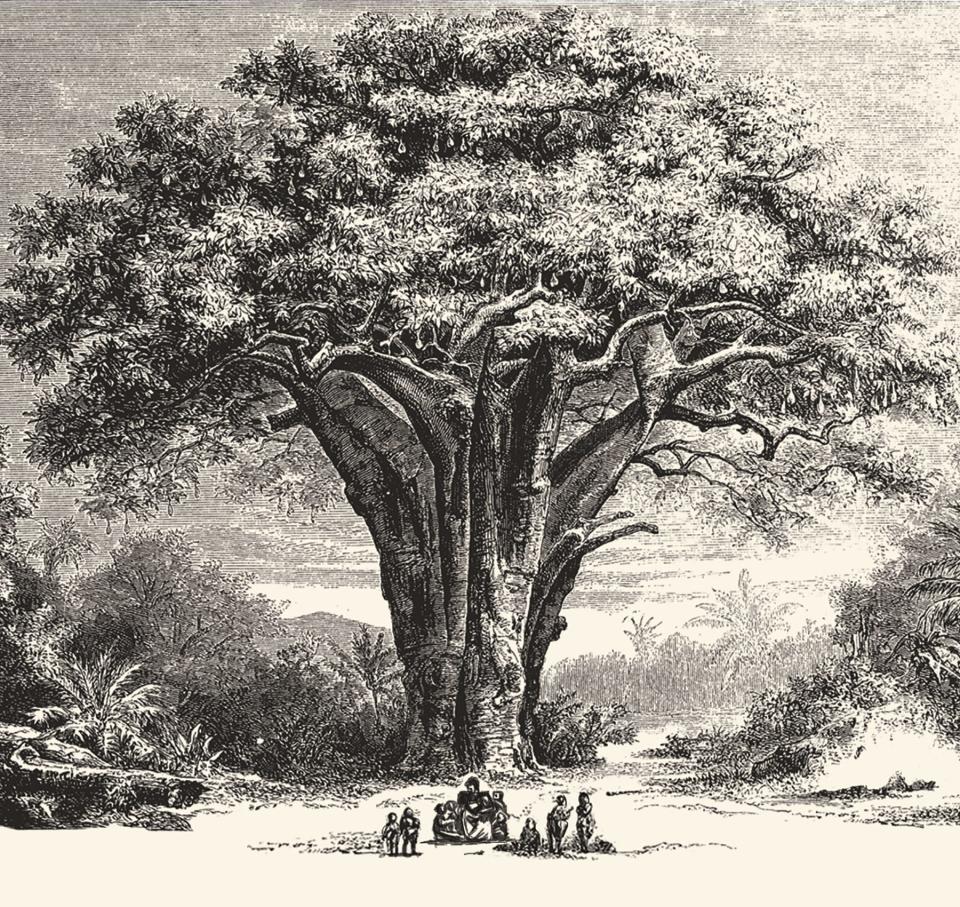 People sit around the base of a baobab tree, telling stories.