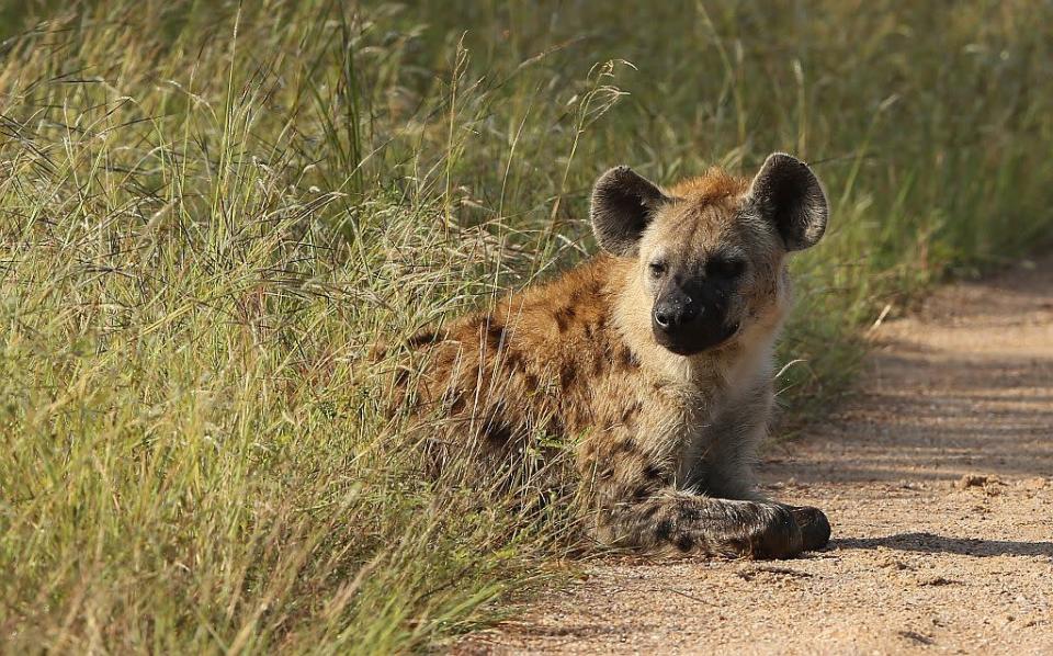 A spotted hyena in Kruger National Park in Skukuza, South Africa. Though reputed to be scavengers, hyenas can be pretty efficient hunters. Their strong jaws make them quite formidable.