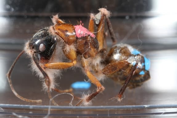 The zombie ant fungus <em>Ophiocordyceps unilateralis sense lato</em> can be seen growing on a carpenter ant in the lab.