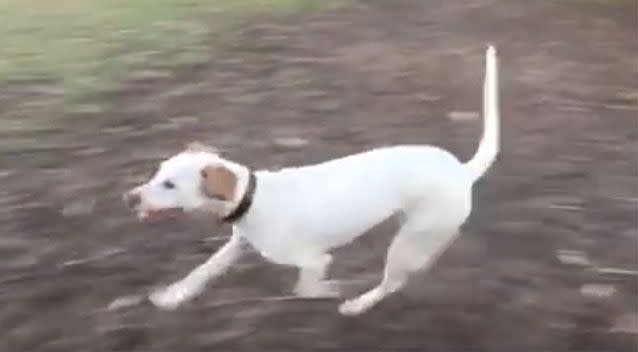 The owner's friend shared a video of a dog running in a park which she claims is the same dog from the video the RSPCA shared. Source: Facebook