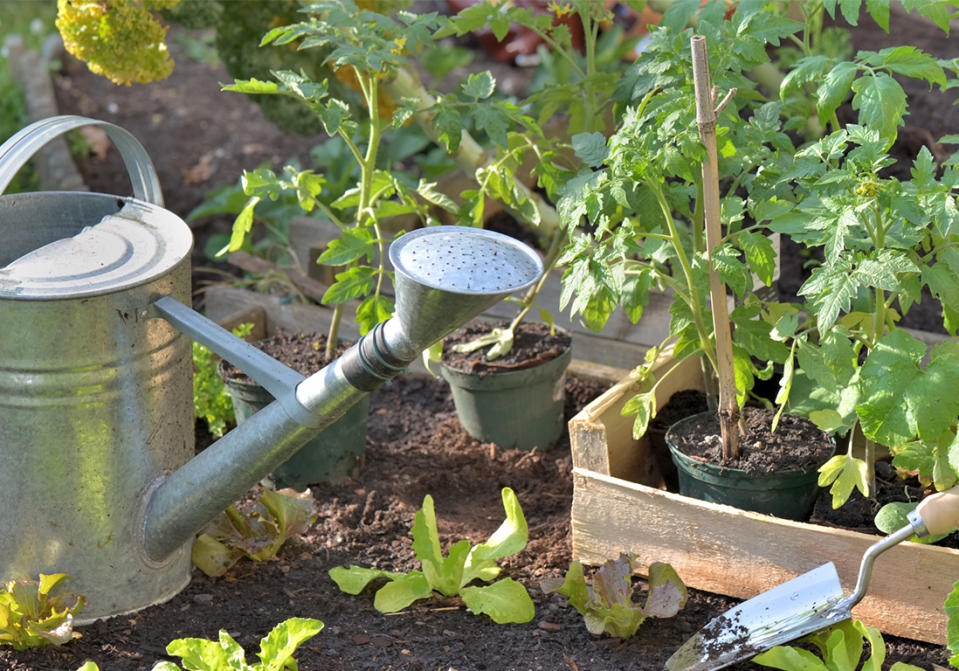 Quand planter un pied de tomates ?