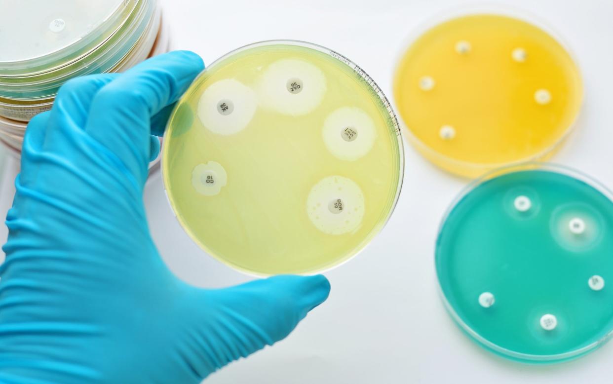 Antimicrobial susceptibility testing in petri dish