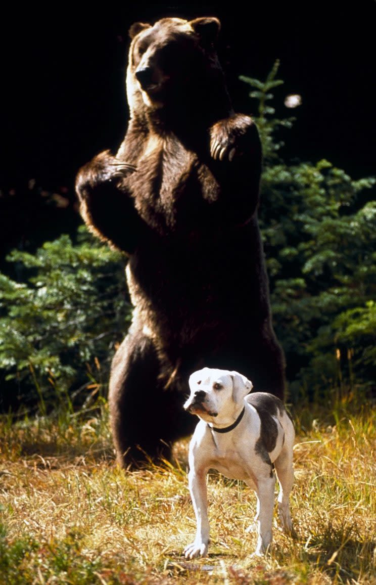 <em>Homeward Bound: The Incredible Journey</em> (Photo: Disney)