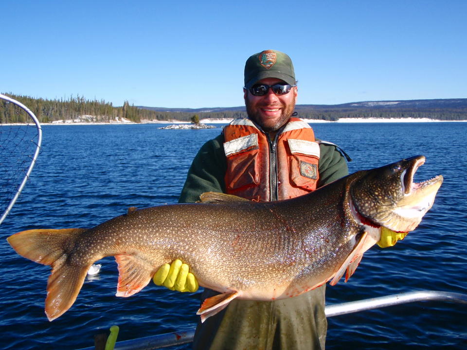 <p> CORRECTS YEAR IMAGE WAS TAKEN TO 2013, NOT 2003 - In this photo taken in 2013 and released by the National Park Service. Brian Ertel, a fisheries biologist at Yellowstone National Park, holds a netted lake trout caught from Yellowstone Lake in Wyoming. Scientists say they voracious species of trout that entered Yellowstone Lake and decimated its native trout population appears to be in decline following efforts to kill off the invading fish. (AP Photo/National Park Service) </p>