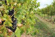 <p>Tamburlaine Wines is a Hunter Valley-based label that source 95 per cent of their fruit from this vineyard in Orange. Covering an area of 92 hectares, it’s the largest vineyard in Orange, 100 per cent bio dynamically managed and certified organic.</p>