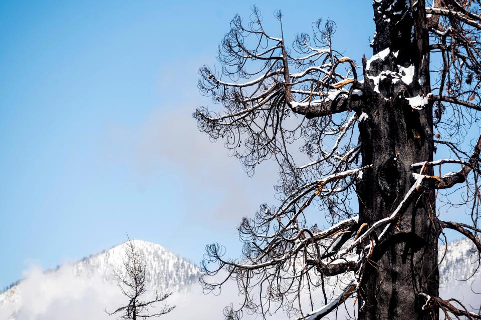 Snow rests on a wildfire-scorched sequoia tree, Tuesday, Oct. 26, 2021, in Sequoia Crest, Calif. Archangel Ancient Tree Archive is planting sequoia seedlings in the area. The effort led by the Archangel Ancient Tree Archive, a nonprofit trying to preserve the genetics of the biggest old-growth trees, is one of many extraordinary measures being taken to save giant sequoias that were once considered nearly fire-proof and are in jeopardy of being wiped out by more intense wildfires. (AP Photo/Noah Berger)