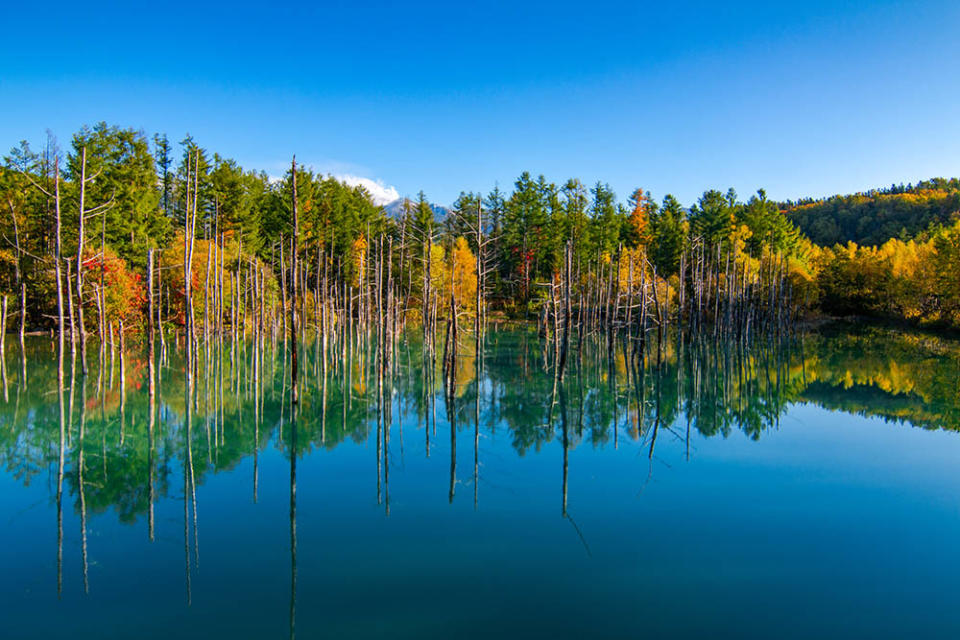 青池（Image Source : Getty Creative/ImaZinS RF）