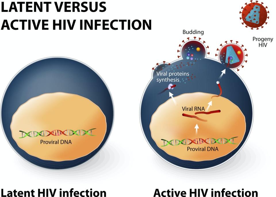 <span class="caption">Latent infection (left) is when a cell is infected and the virus has inserted its genetic code into our human DNA. The immune system cannot detect this cell as being infected. An HIV infection can shift from latent to active if the infected cell is producing new viruses.</span> <span class="attribution"><a class="link " href="https://www.gettyimages.com/detail/illustration/latent-and-active-hiv-infection-royalty-free-illustration/509422191?adppopup=true" rel="nofollow noopener" target="_blank" data-ylk="slk:ttsz / Getty Images;elm:context_link;itc:0;sec:content-canvas">ttsz / Getty Images</a></span>
