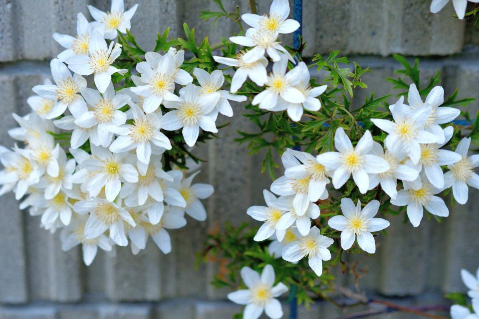 best white flowers clematis