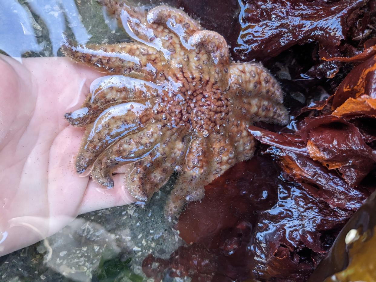 An adult sunflower sea star found in Yaquina Bay by divers with the Oregon Coast Aquarium.