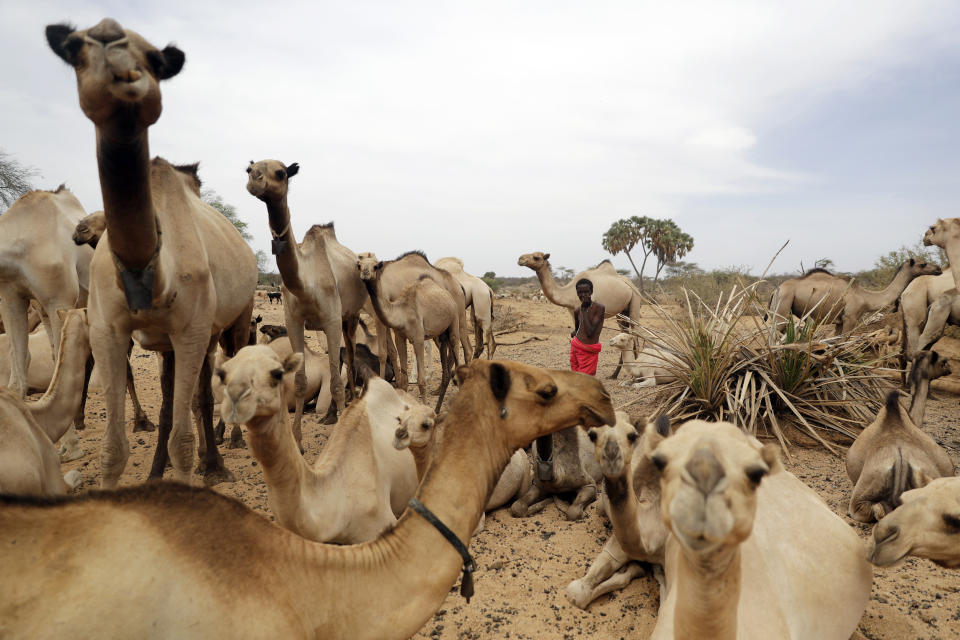 A boy tends to camels as they water in Kom village, Samburu County, Kenya on Saturday, Oct. 15, 2022. Droughts in the region are worsening due to climate change. (AP Photo/Brian Inganga)