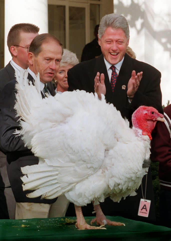 President Bill Clinton, accompanied by Jim Cooper, chairman, National Turkey Federation, laughs while looking at Carl, a 35-pound turkey, wearing a White House visitors pass, which was presented to him at the White House Wednesday Nov. 27, 1996. After the ceremony, the president continued a tradition begun by President Harry Truman 49 years ago by pardoning the turkey and sending it off to life in a Virginia petting farm. (Photo: Doug Mills/AP)