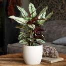 <p>This stunning plant might be famed for its unique pink tinted leaves, but it's pretty safe for dogs and cats, too. With air-purifying qualities, it's the perfect potted plant for sprucing up an empty corner of your <a href="https://www.housebeautiful.com/uk/decorate/g35007654/pinterest-2021-home-decortrends/" rel="nofollow noopener" target="_blank" data-ylk="slk:home;elm:context_link;itc:0;sec:content-canvas" class="link ">home</a>. <br></p><p><a class="link " href="https://go.redirectingat.com?id=127X1599956&url=https%3A%2F%2Fwww.primrose.co.uk%2F-p-130445.html&sref=https%3A%2F%2Fwww.housebeautiful.com%2Fuk%2Fgarden%2Fplants%2Fg35160955%2Fdog-friendly-plants%2F" rel="nofollow noopener" target="_blank" data-ylk="slk:BUY NOW VIA PRIMROSE;elm:context_link;itc:0;sec:content-canvas">BUY NOW VIA PRIMROSE</a> </p>