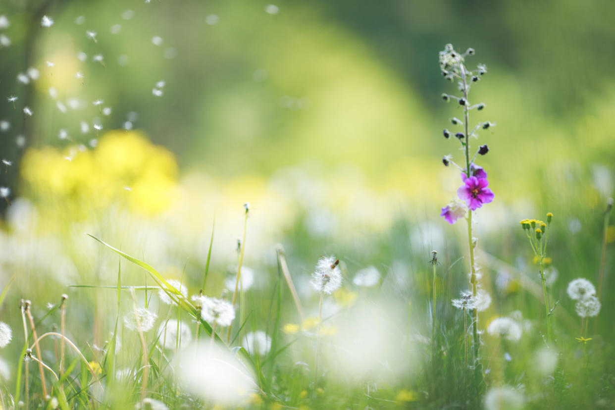 La concentration dans l’air des pollens de graminées sera très élevée pour le week-end de la Pentecôte.