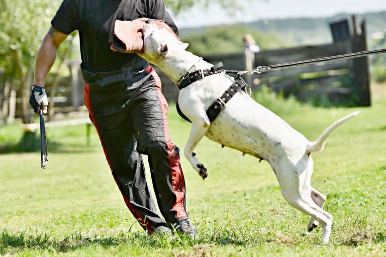 Un dogo adulto estándar pesa entre 40 y 45 kilos, y mide entre 60 y 65 centímetros