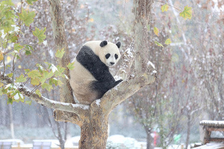 A giant panda sits on a tree during the first snow in Jinan, Shandong province, November 24, 2015. REUTERS/Stringer/File Photo