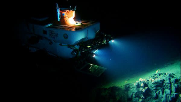 The Pisces IV sub explores a ridge dotted with Iridogorgia, a kind of octocoral.