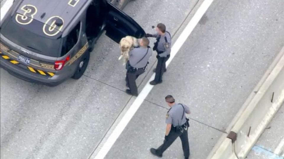 PHOTO: A dog dodged traffic and brought cars to a standstill on Interstate 95 in Philadelphia on Friday, Aug. 4, 2023. Police caught up after a one-mile chase and later returned the dog to its owner. (WPVI)