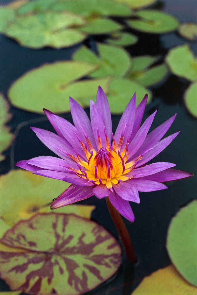 6) Water Lily