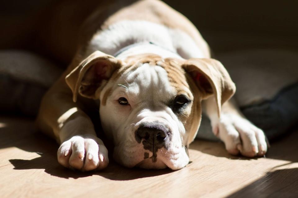 american bulldog