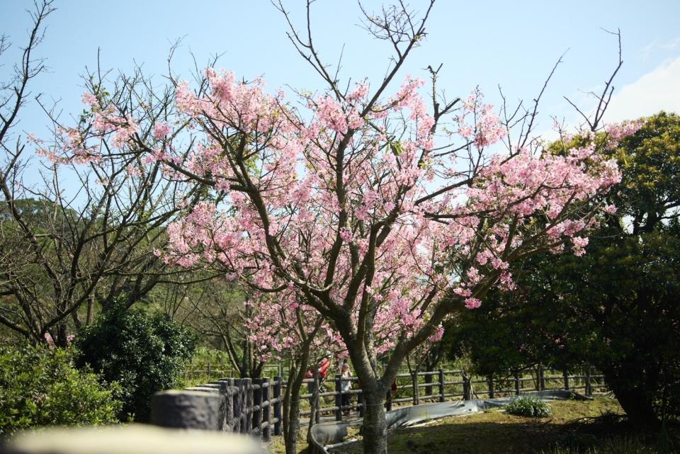 吉野櫻櫻色粉嫩、花團錦簇。   圖：新北市景觀處提供