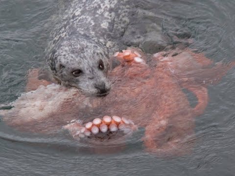 Giant Pacific Octopus vs. Harbor Seal