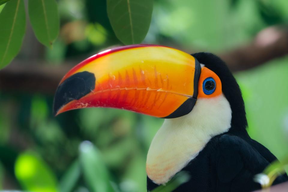 Toco toucan, which is endangered, is the largest of all toucan species. (Photo by Blake W. Smith)