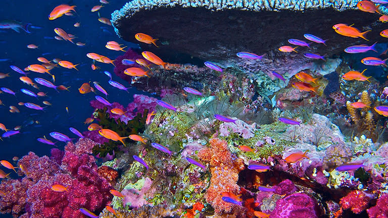  An underwater scene of colorful corals of pink and blue and purple and green with many small fish, some orange, some purple, all swimming to the left. 