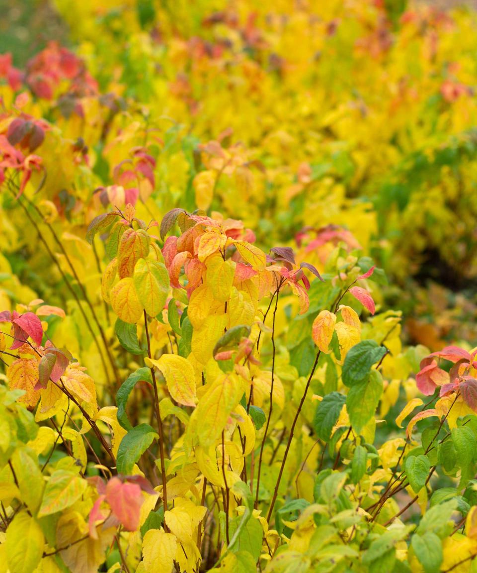 spirea leaves in autumn