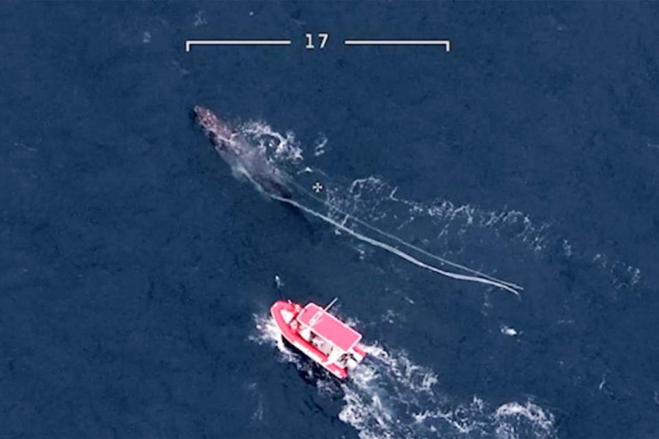 A rescue operation helped the whale return to safety (Deeca Gippsland)