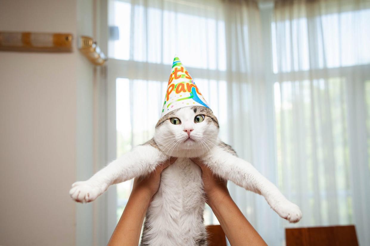 funny portrait of a birthday cat wearing party hat