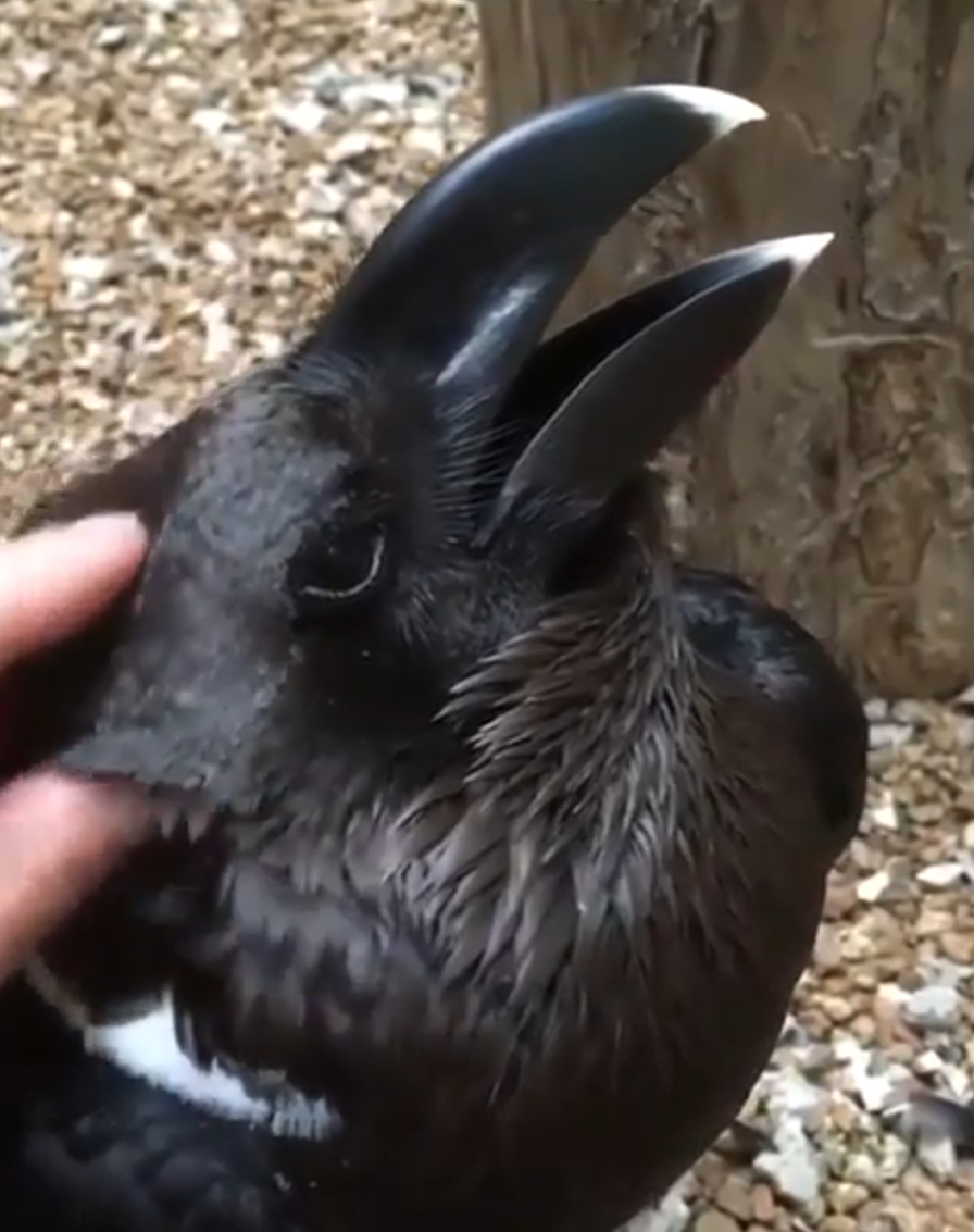 <p>This confounding <a href="https://www.popularmechanics.com/science/a28763960/rabbit-raven-optical-illusion/" rel="nofollow noopener" target="_blank" data-ylk="slk:rabbit (or is it a raven?);elm:context_link;itc:0;sec:content-canvas" class="link ">rabbit (or is it a raven?)</a> divided the <em>Popular Mechanics </em>staff. It's a new spin on a <a href="https://www.illusionsindex.org/i/duck-rabbit" rel="nofollow noopener" target="_blank" data-ylk="slk:classic illusion;elm:context_link;itc:0;sec:content-canvas" class="link ">classic illusion</a>, where one drawing could be a rabbit or a duck, depending on how you look.</p>