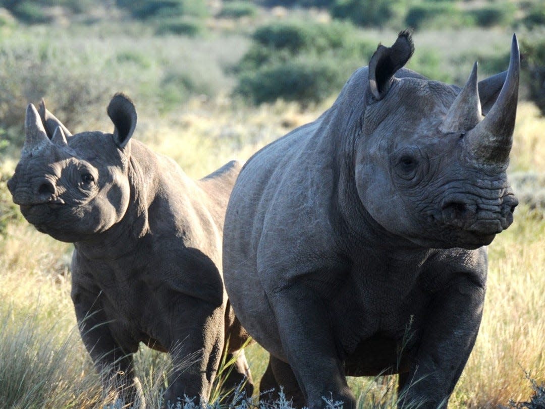 A black rhinoceros mother and her calf at Kruger National Park, South Africa. Climate change threatens both black and white rhinoceros populations in southern Africa, a research team at the University of Massachusetts Amherst concludes in a January 2024 study.