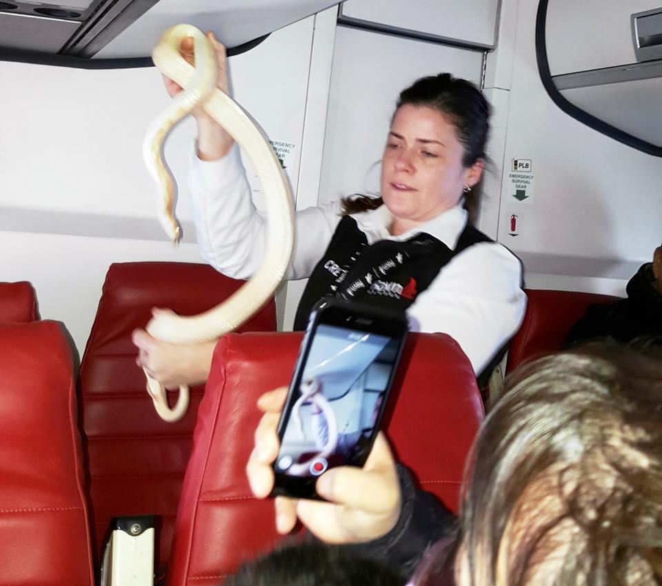 a flight attendant holds a snake found on a Ravn Alaska flight