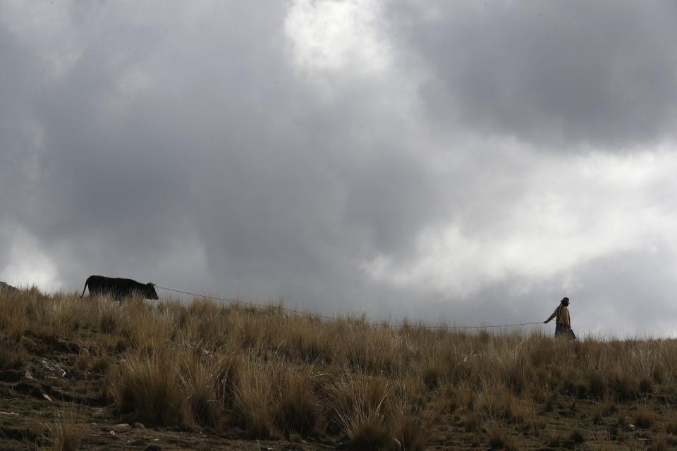 A woman leads her cow through a field in Pisac, southern rural Peru, Friday, Oct. 30, 2020. This year has also been unusually dry in some agricultural regions of Peru. The lack of rain, combined with frigid overnight temperatures, has many farmers worried their crops will go bad if the weather doesn’t improve soon. (AP Photo/Martin Mejia)