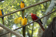 A pair of macaws perch on a rope inside an enclosure at BioParque, in Rio de Janeiro, Brazil, Wednesday, May 5, 2021. Macaw gender is near impossible to determine by sight, and requires either genetic testing of feathers or blood, or laparoscopy of the gonads. (AP Photo/Bruna Prado)