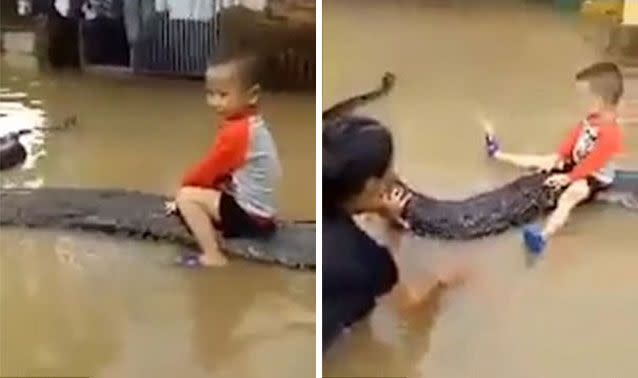 The boy's family don't appear to be worried about the boy playing with the massive serpent. Pictures: Viral Press