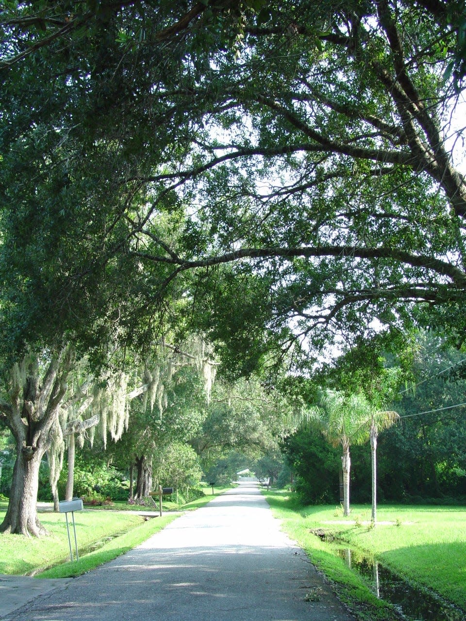 Shade trees lining a road in an urban setting