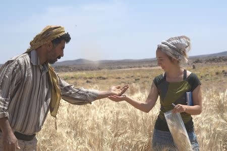 Amaia Arranz-Otaegui, a University of Copenhagen postdoctoral researcher in archaeobotany, and Ali Shakaiteer, a local assistant to researchers working at an archeological site in the Black Desert in northeastern Jordan, are seen collecting wheat in this image provided July 16, 2018. Joe Roe/Handout via REUTERS