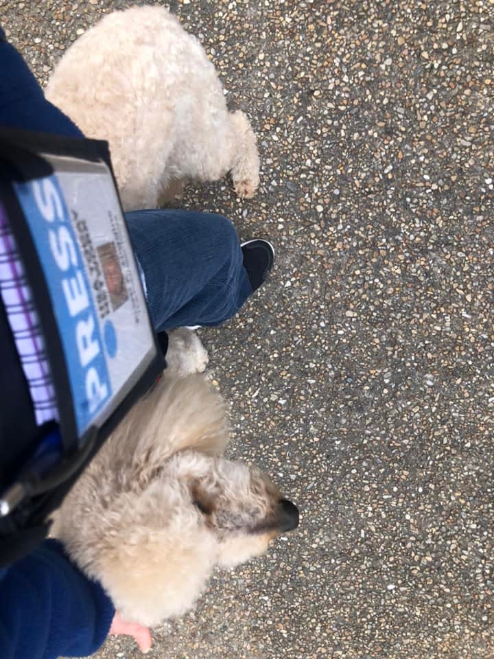Goldendoodle Magnolia zips through columnist Kristi K. Higgins's legs while being interviewed in the River's Bend neighborhood in Chester on March 22, 2023.