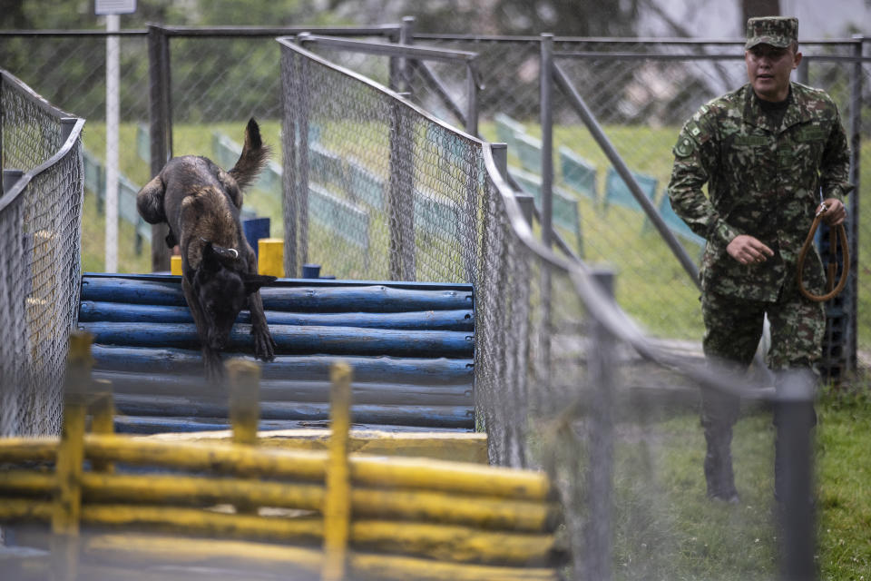A handler guides his dog through an obstacle course at a Colombian Army training facility for military working dogs to serve alongside troops in various capacities, in Bogota, Colombia, Wednesday, June 21, 2023. (AP Photo/Ivan Valencia)