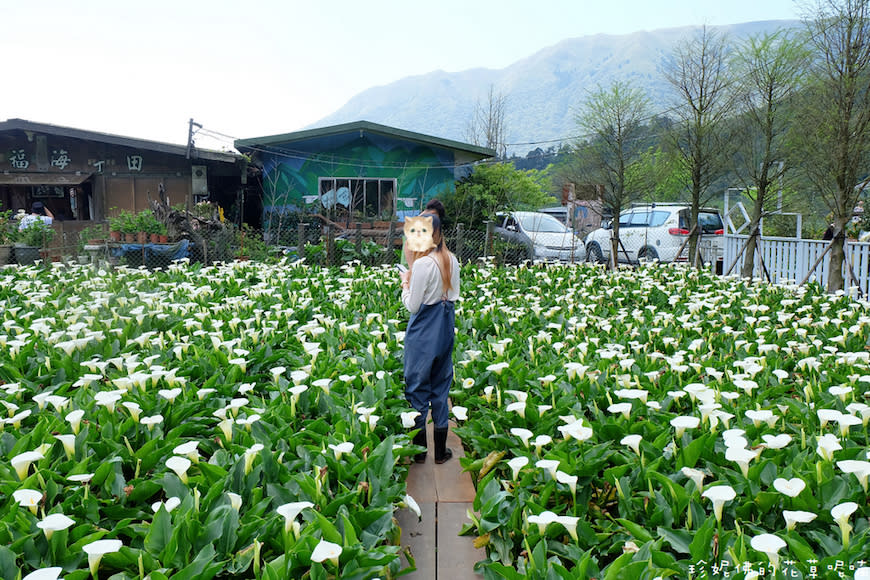 陽明山｜頂湖環狀步道、花谷海芋園